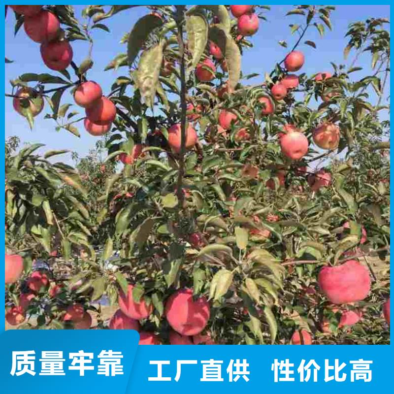 蘋果苗核桃苗精挑細選好貨