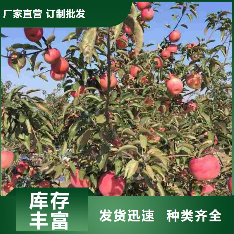 蘋(píng)果苗,花椒苗一站式采購(gòu)商家