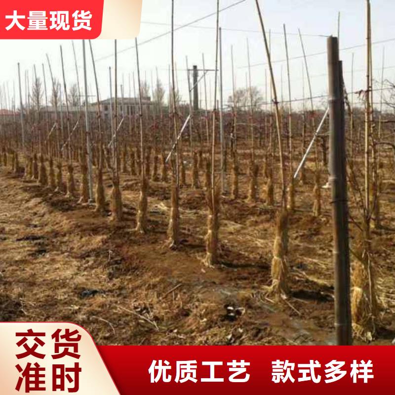 蘋果苗核桃苗精挑細選好貨