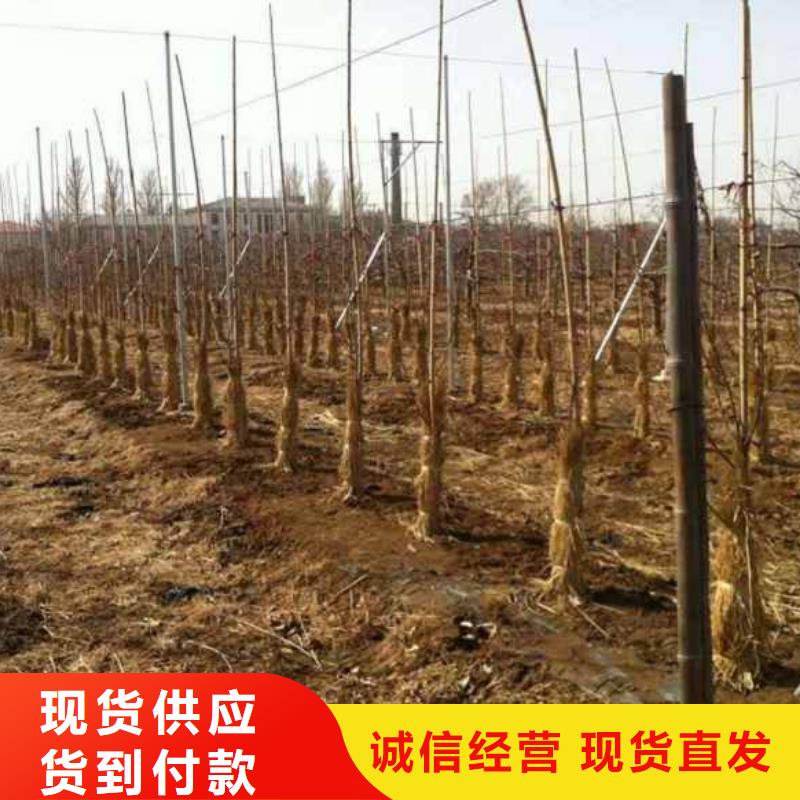 蘋(píng)果苗,花椒苗一站式采購(gòu)商家