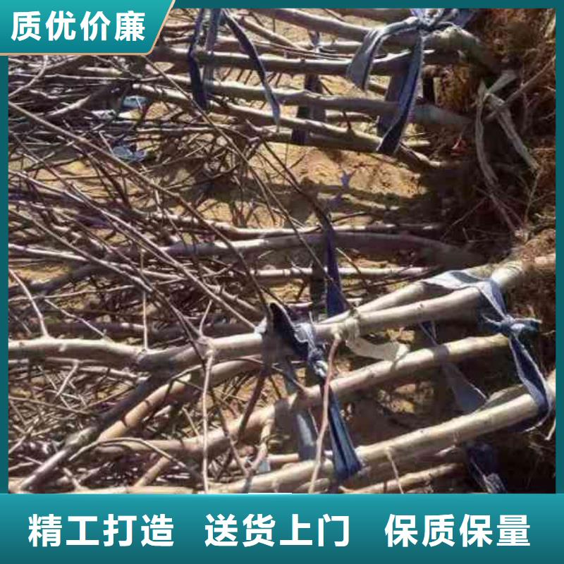 蘋果苗核桃苗精挑細選好貨