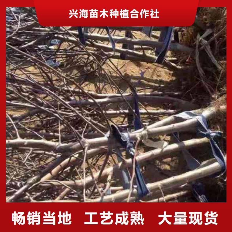 蘋(píng)果苗,花椒苗一站式采購(gòu)商家