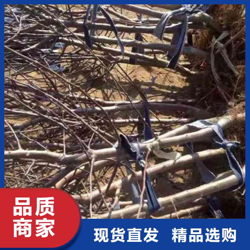 蘋(píng)果苗,花椒苗一站式采購(gòu)商家