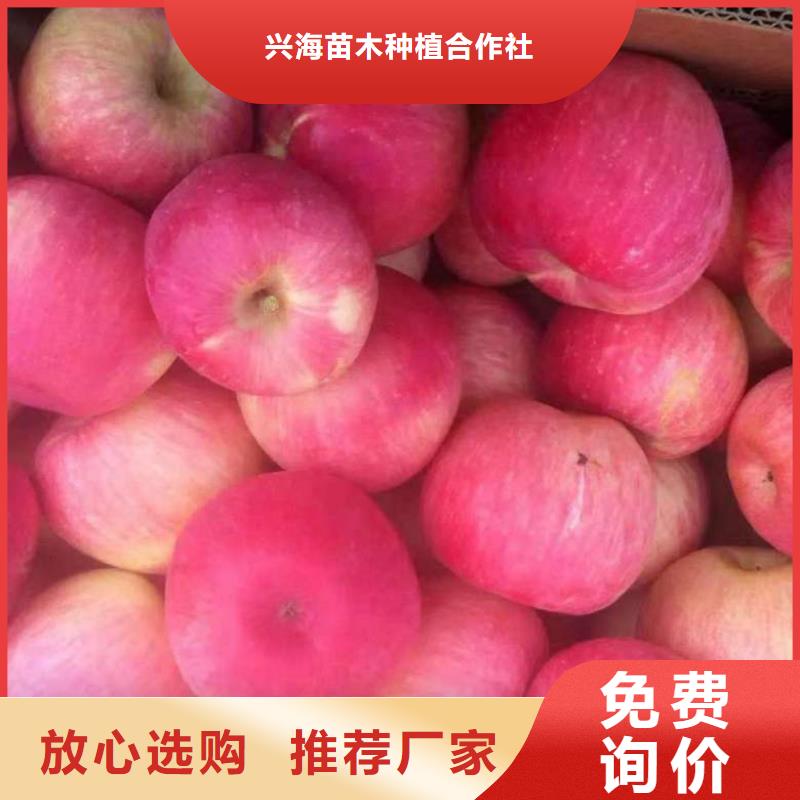 蘋果苗核桃苗精挑細選好貨