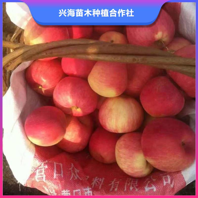 蘋(píng)果苗,花椒苗一站式采購(gòu)商家