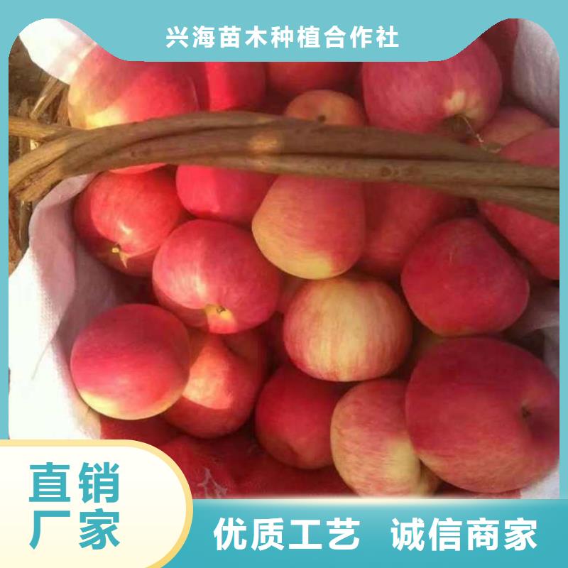蘋果苗核桃苗精挑細選好貨