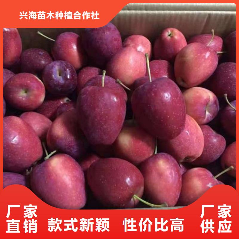 蘋果苗核桃苗精挑細選好貨