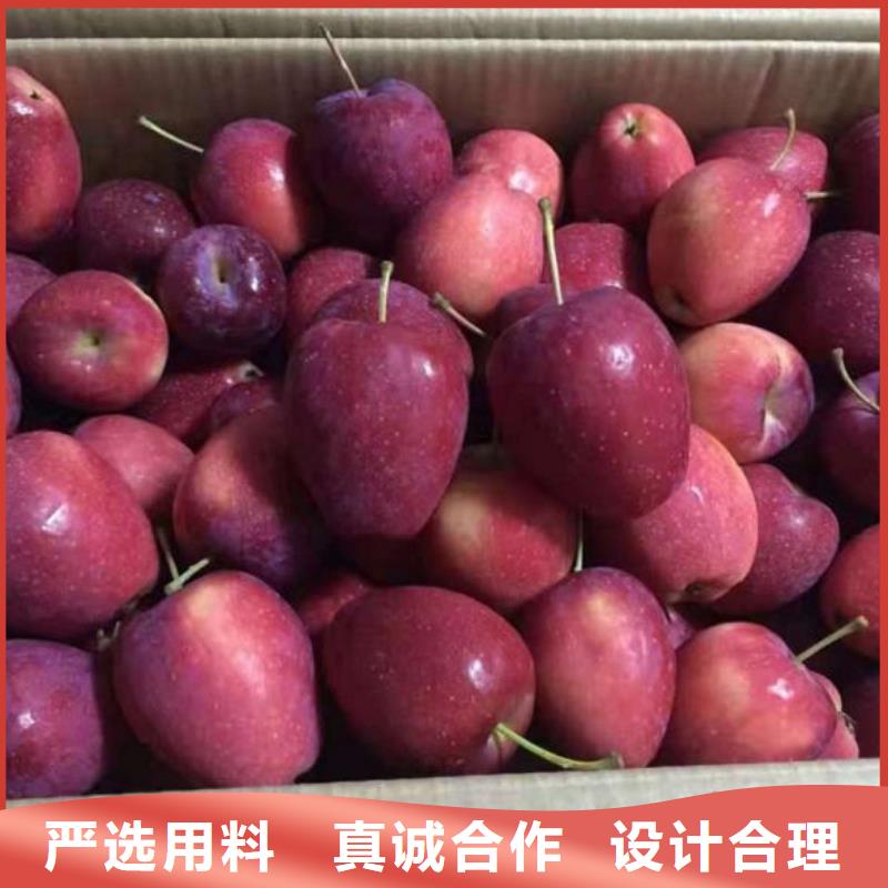 蘋(píng)果苗,花椒苗一站式采購(gòu)商家