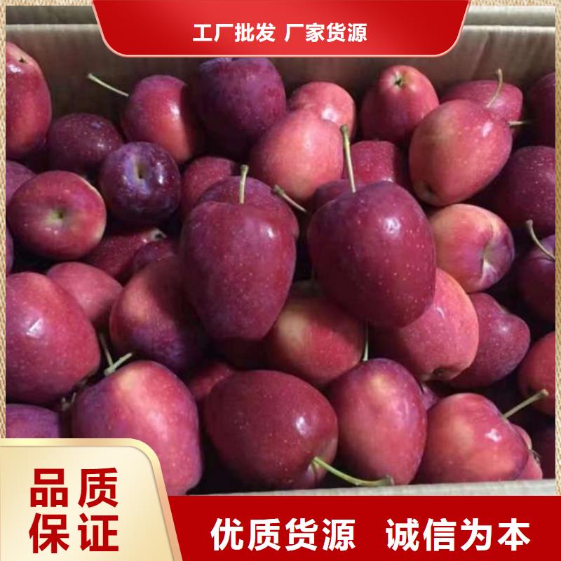 苹果苗核桃苗欢迎来厂考察