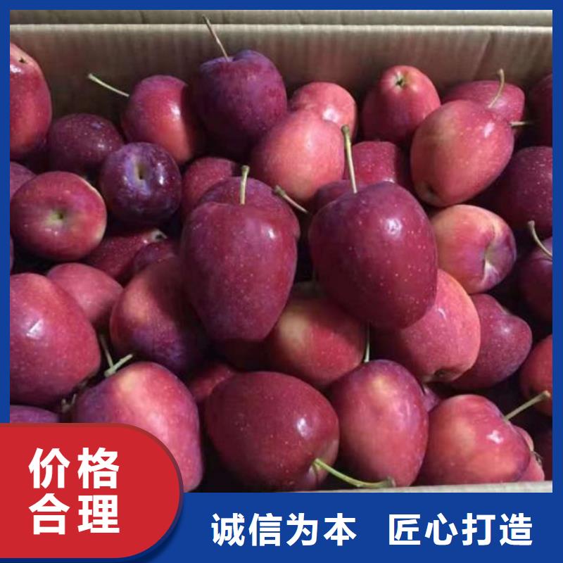 蘋果苗核桃苗精挑細選好貨