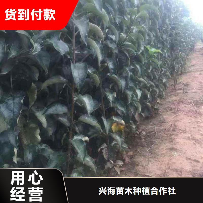 苹果苗核桃苗欢迎来厂考察