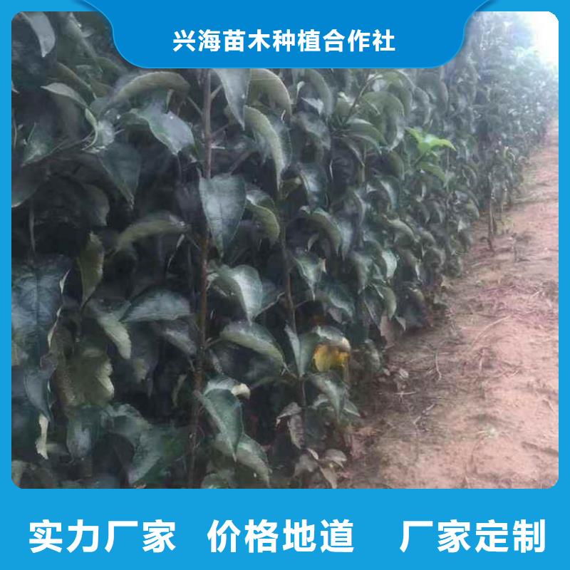 蘋果苗核桃苗精挑細選好貨