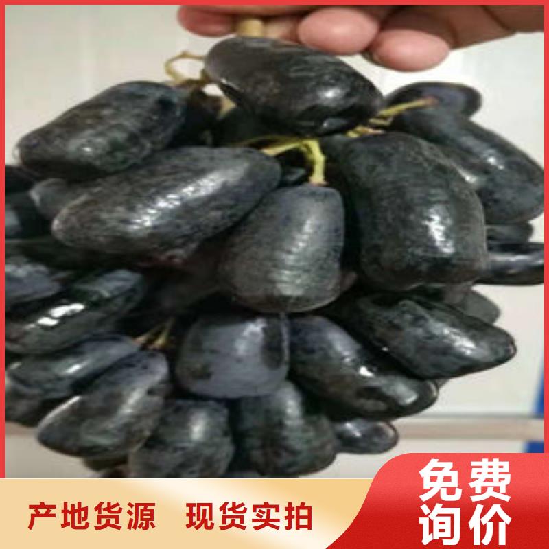葡萄苗梨树苗精心选材