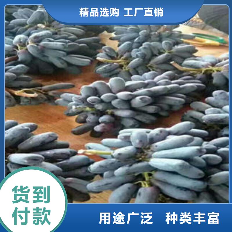 葡萄苗桃樹苗用品質(zhì)說話