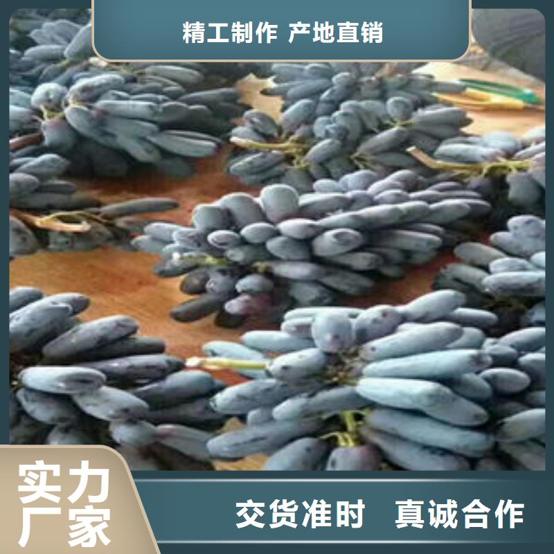 葡萄苗花椒苗一站式服務(wù)