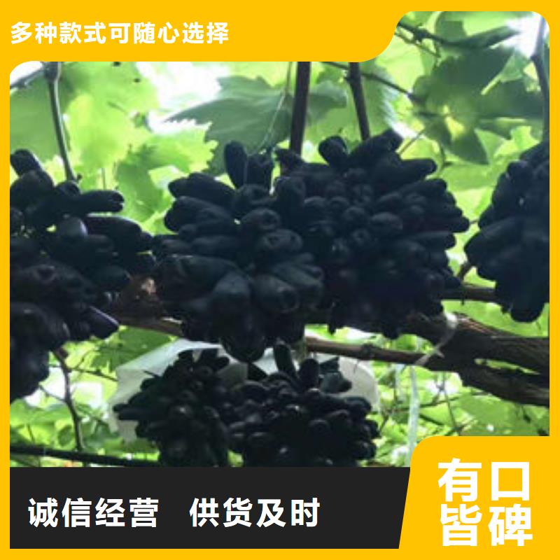 葡萄苗梨树苗精心选材