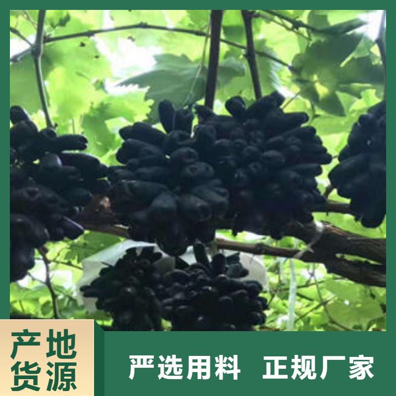 葡萄苗梨树苗定制批发