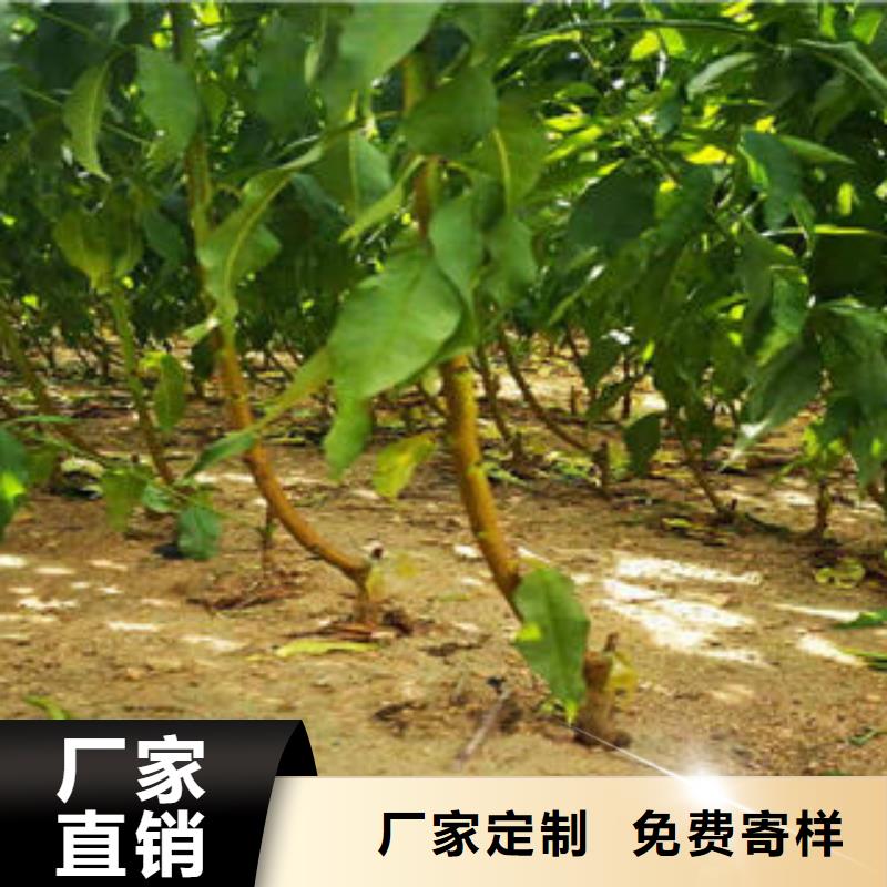 葡萄苗花椒苗一站式服务