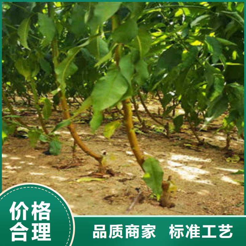 葡萄苗山楂苗适用场景