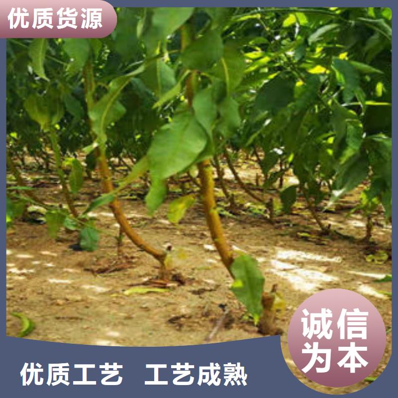葡萄苗藍(lán)莓苗免費(fèi)寄樣