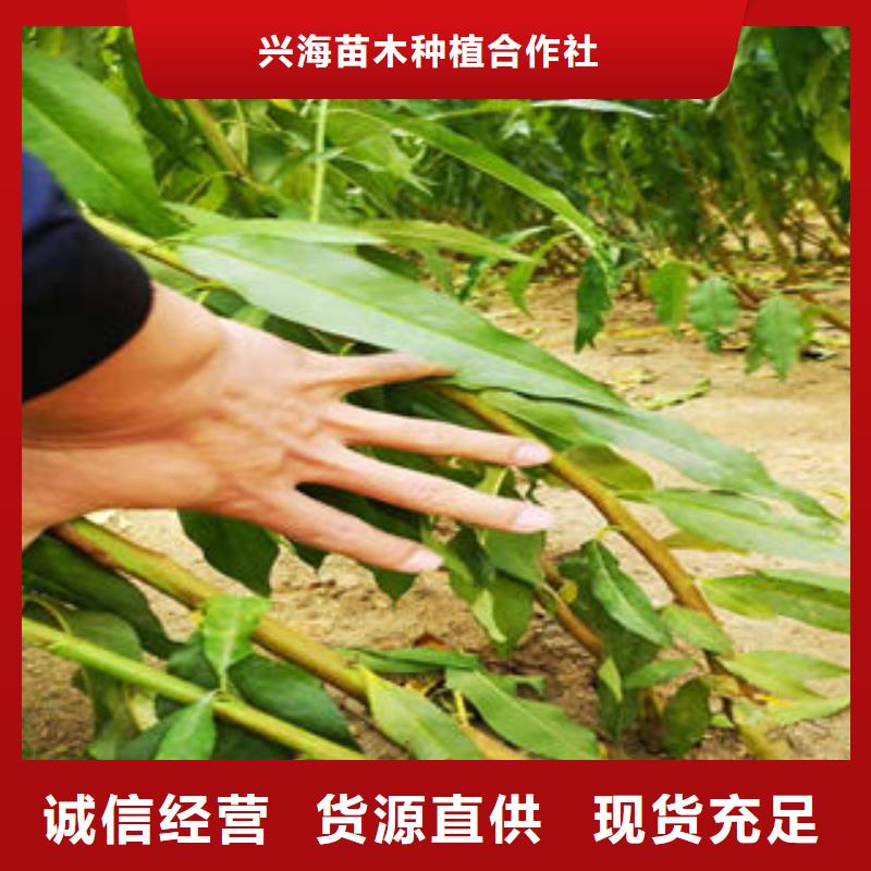 葡萄苗,桃樹苗0中間商差價