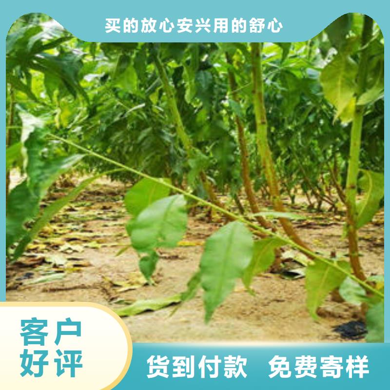 葡萄苗花椒苗一站式服务
