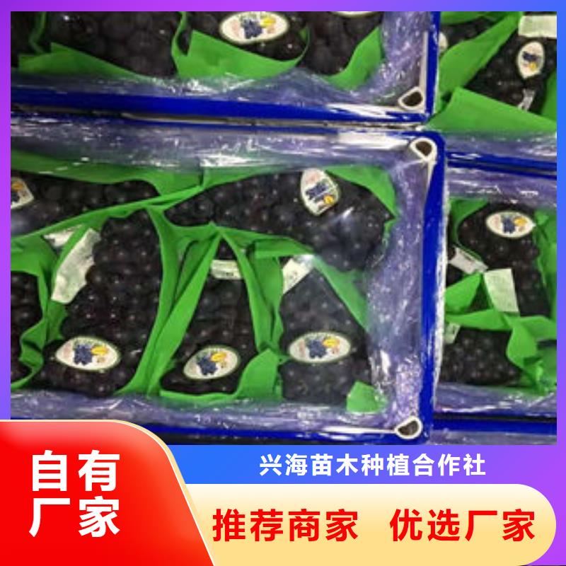 葡萄苗板栗苗大品牌值得信赖