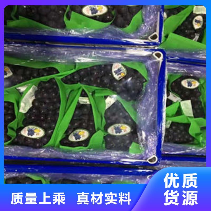 葡萄苗桃樹苗卓越品質(zhì)保障