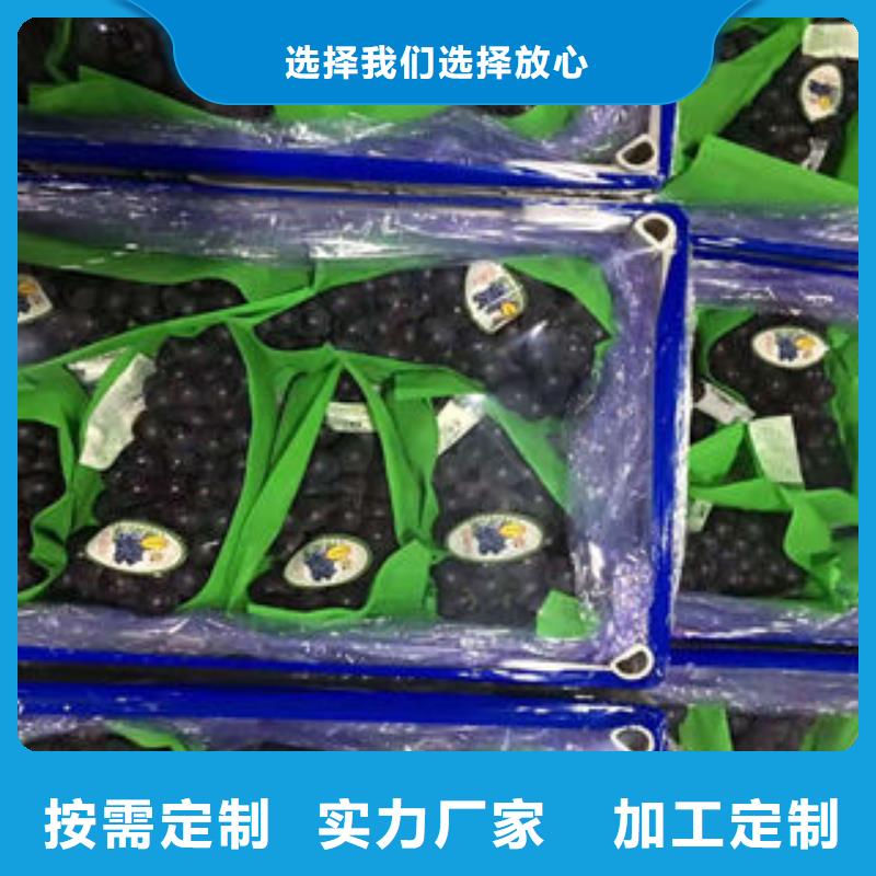 葡萄苗板栗苗價(jià)格實(shí)惠