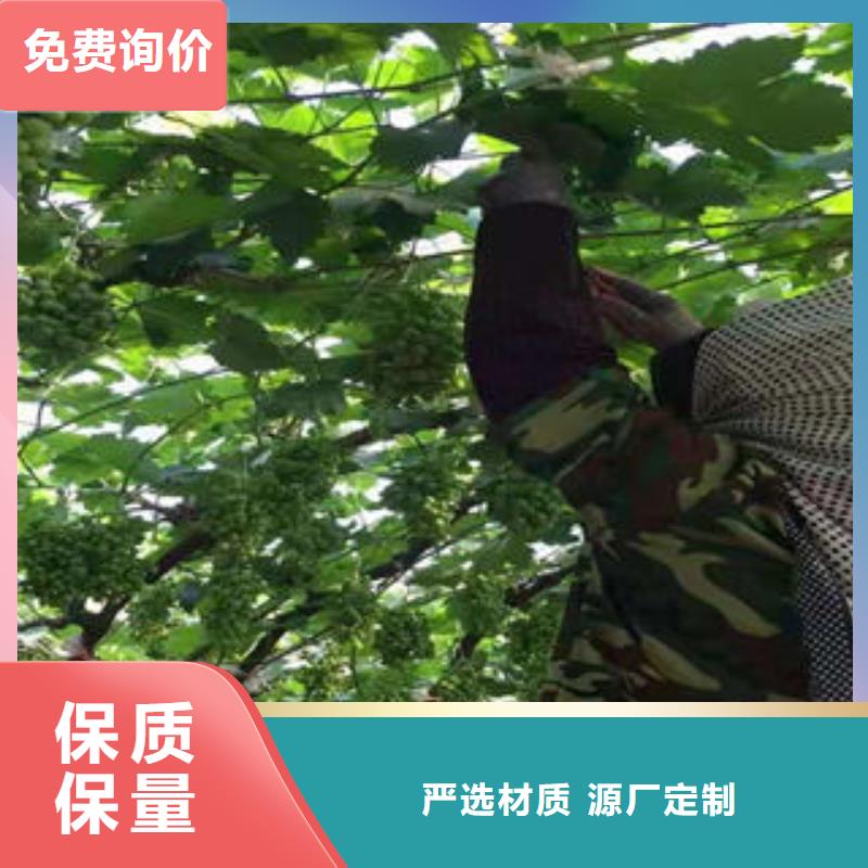 葡萄苗梨樹苗精心選材