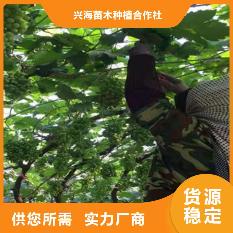 葡萄苗梨树苗产品性能