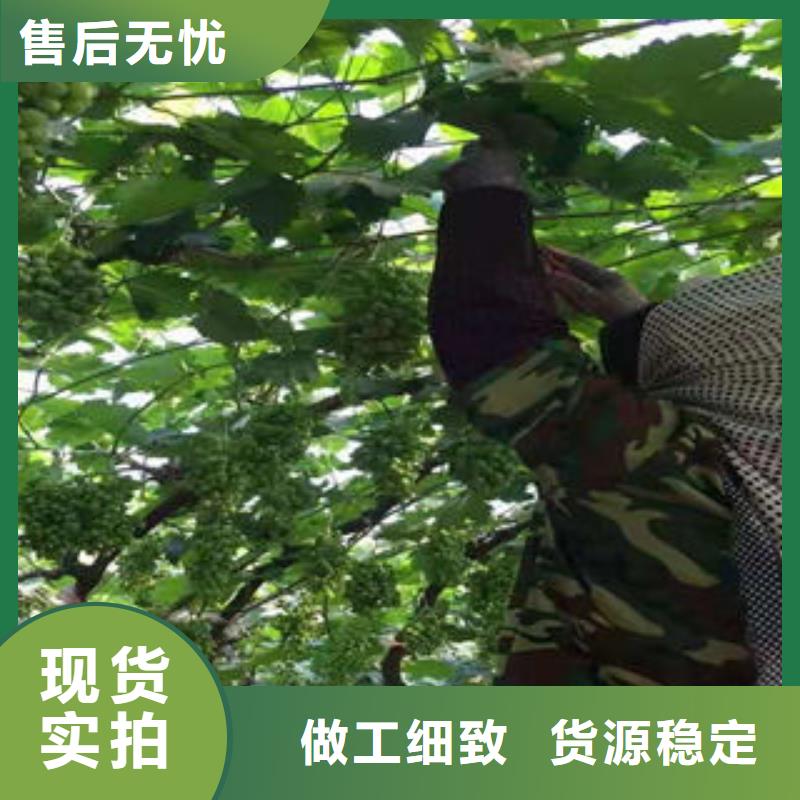 葡萄苗,花椒苗真材實(shí)料