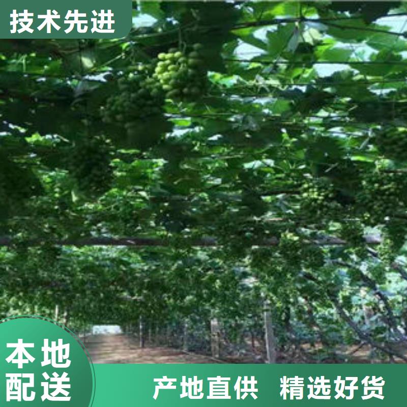 葡萄苗梨树苗定制批发
