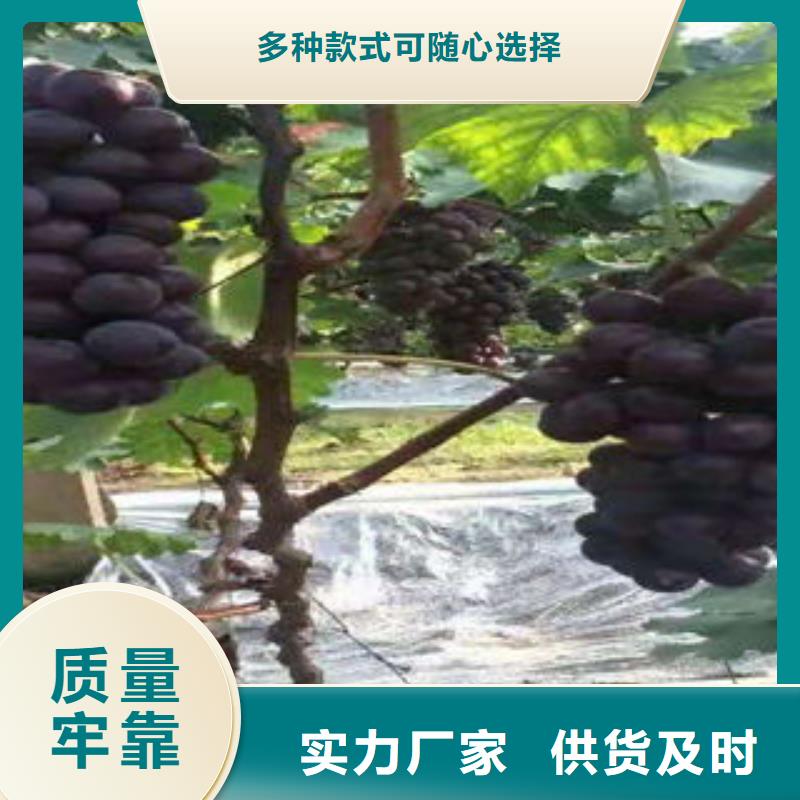 葡萄苗花椒苗一站式服务