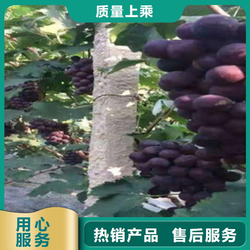 葡萄苗花椒苗一站式服务