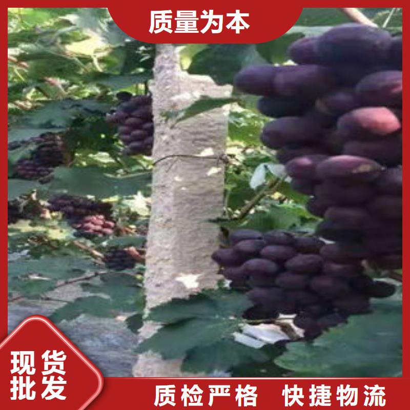 葡萄苗桃樹苗用品質(zhì)說話