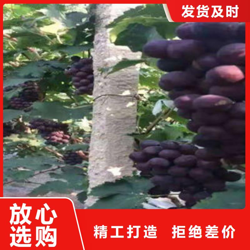 葡萄苗支持非標(biāo)定制