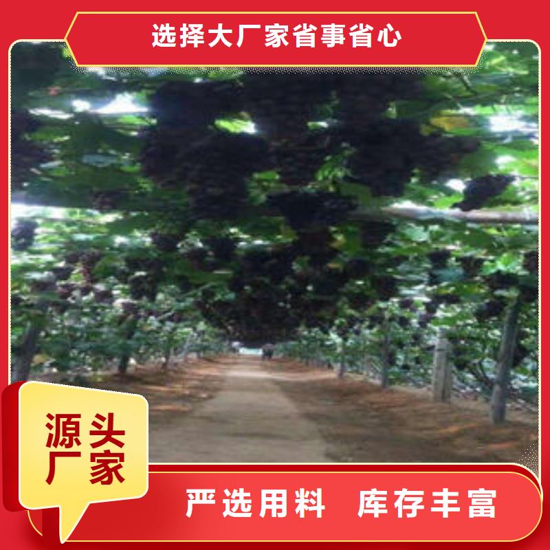 葡萄苗板栗苗大品牌值得信賴