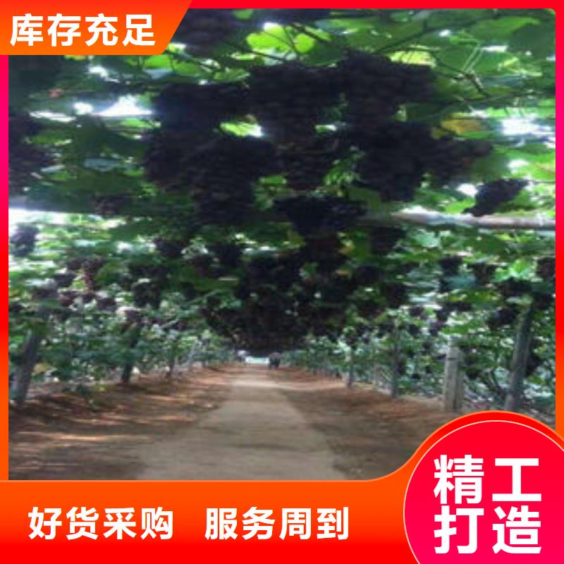 葡萄苗,桃樹苗0中間商差價