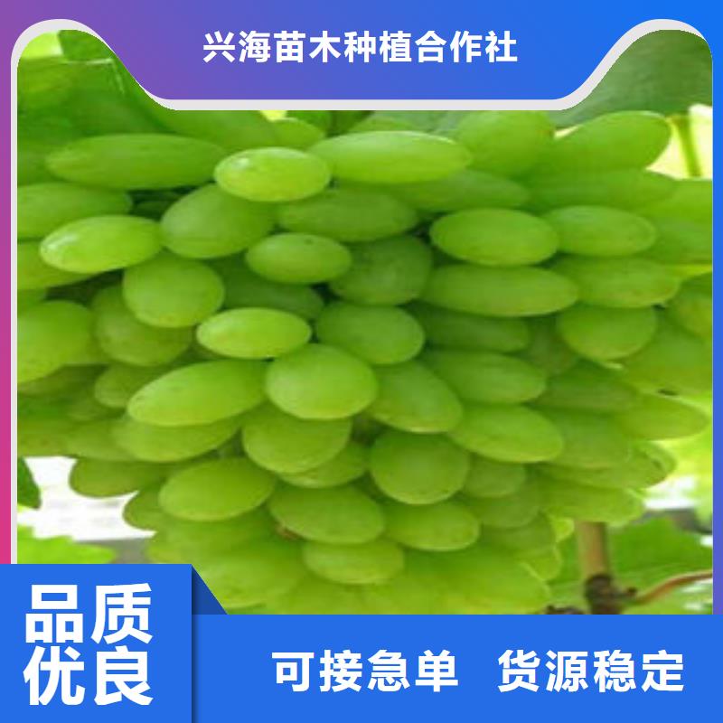 葡萄苗梨樹苗定制批發(fā)