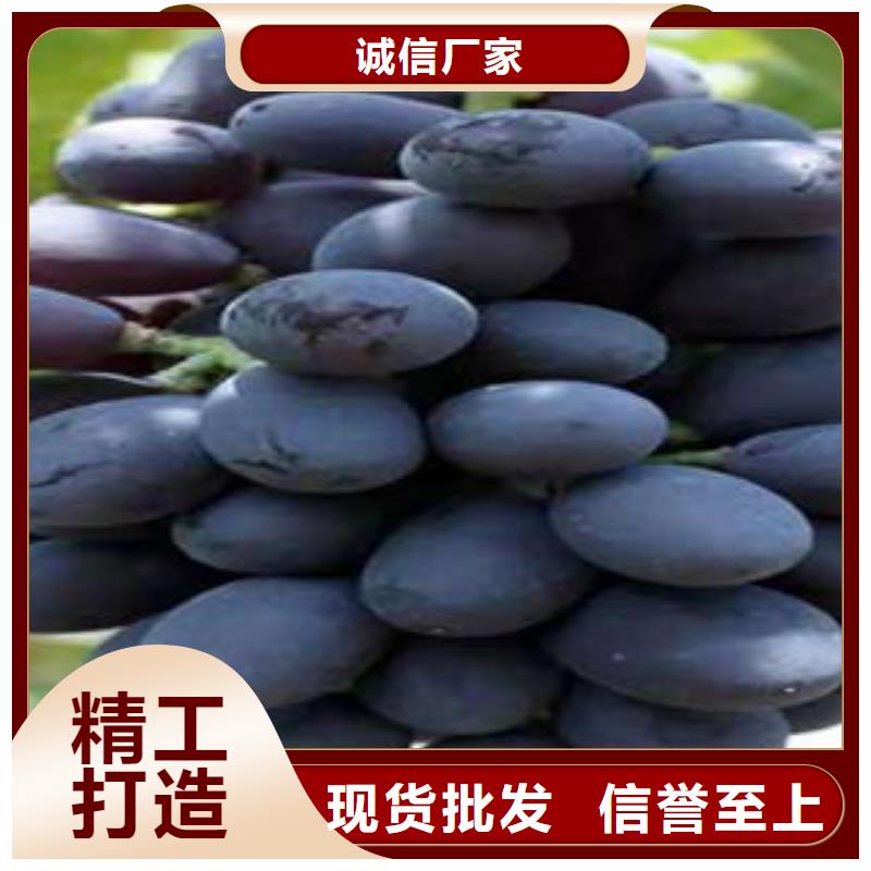葡萄苗,桃樹苗0中間商差價