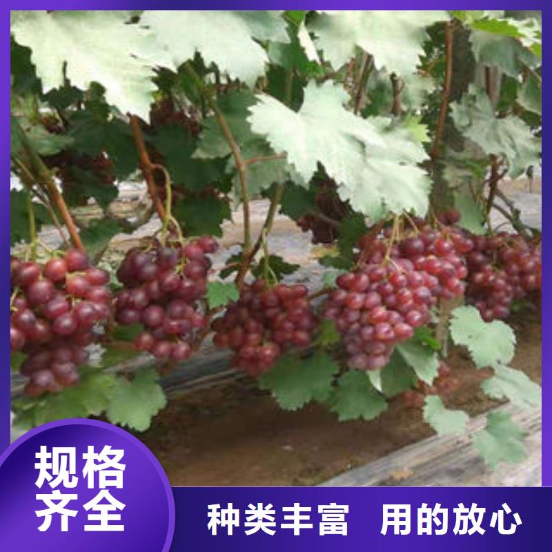 葡萄苗梨树苗精心选材