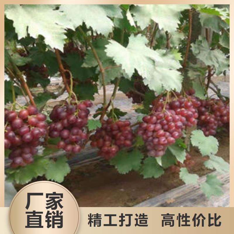 葡萄苗_核桃苗源头厂家经验丰富