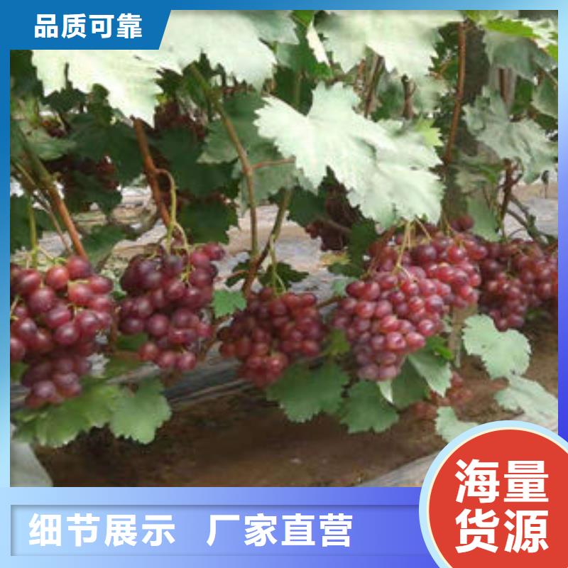 葡萄苗山楂苗适用场景
