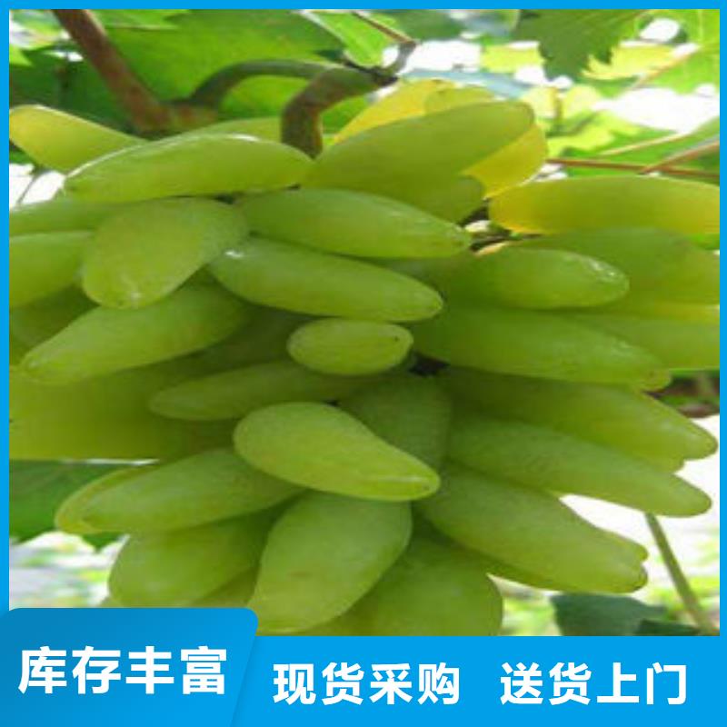 葡萄苗板栗苗大品牌值得信赖
