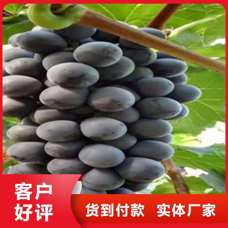 葡萄苗山楂苗適用場(chǎng)景