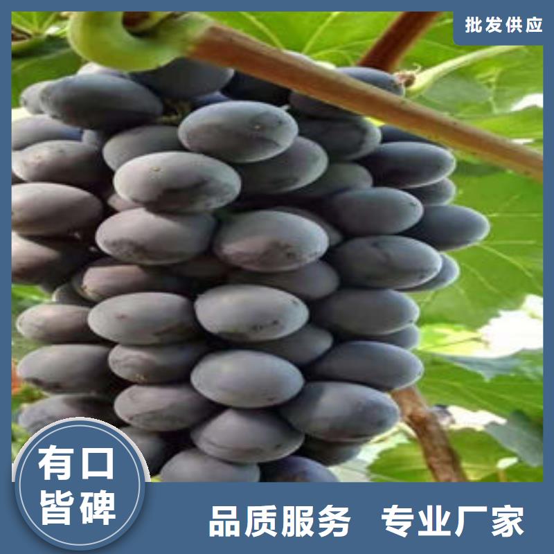 葡萄苗梨树苗产品性能