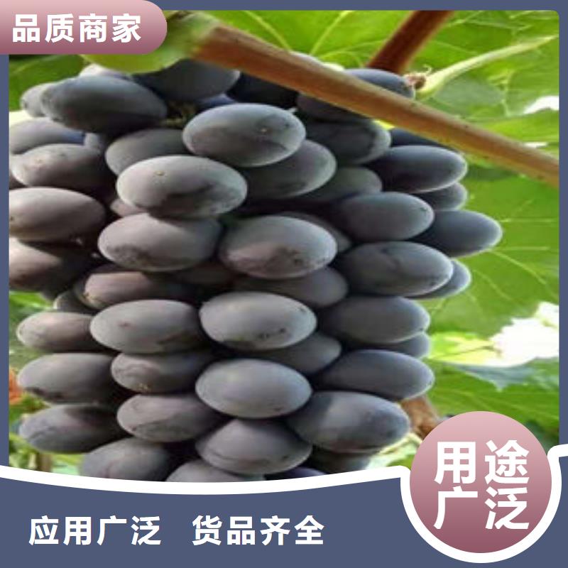 葡萄苗梨樹苗快捷物流