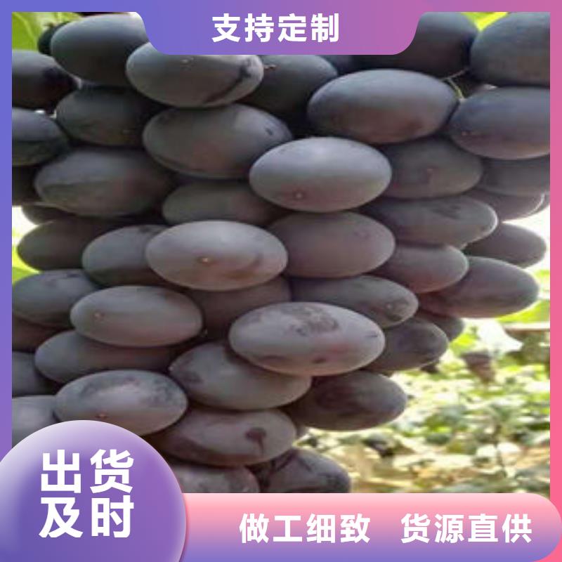 葡萄苗,桃樹苗0中間商差價