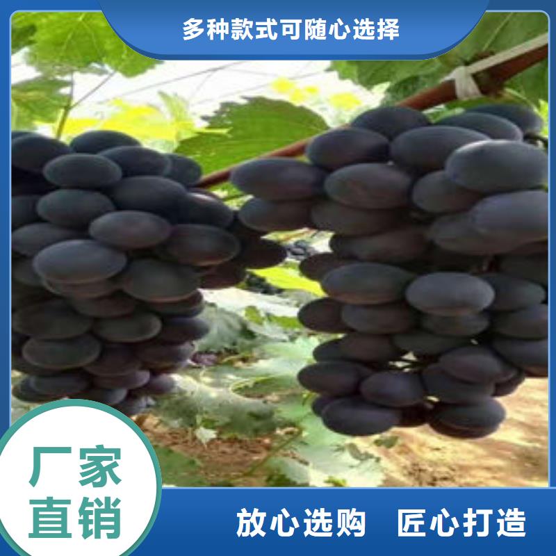 葡萄苗板栗苗價(jià)格實(shí)惠